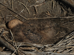 Hydropsalis torquata