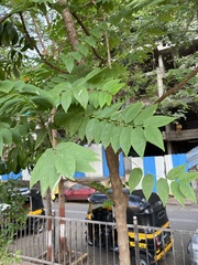 Phyllanthus emblica