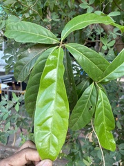 Elaeocarpus ganitrus