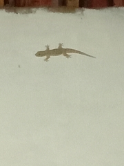 Hemidactylus platyurus