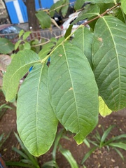 Lagerstroemia speciosa