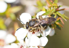 Lasioglossum calophyllae