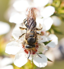 Lasioglossum calophyllae
