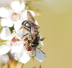 Lasioglossum calophyllae