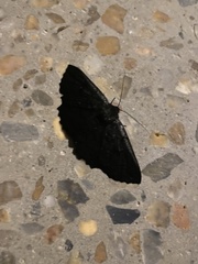 Melanodes anthracitaria