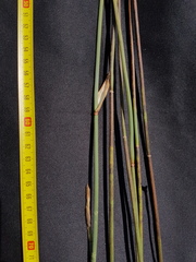 Elegia racemosa