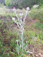 Cirsium occidentale
