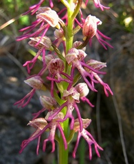 Orchis × bergonii