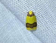 Heterallactis microchrysa