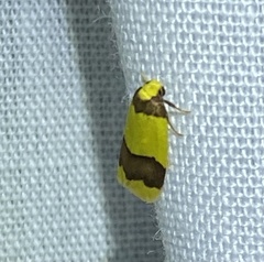 Heterallactis microchrysa