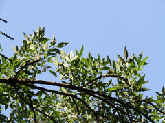 Fraxinus sogdiana