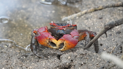 Neosarmatium meinerti