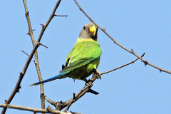 Psittacula cyanocephala