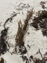 Scytothalia dorycarpa