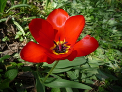 Tulipa fosteriana