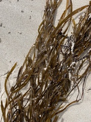 Scytothalia dorycarpa