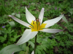 Tulipa bifloriformis