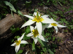 Tulipa bifloriformis