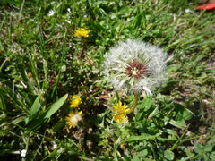 Taraxacum proximum