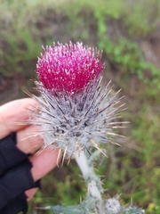 Cirsium occidentale