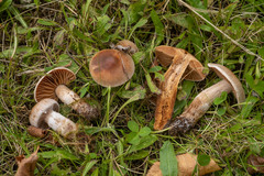 Cortinarius rubricosus