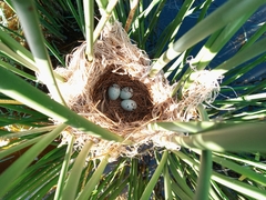 Chrysomus ruficapillus