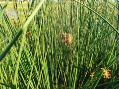Chrysomus ruficapillus