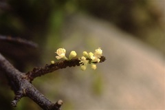 Sideroxylon celastrinum