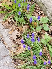 Muscari botryoides