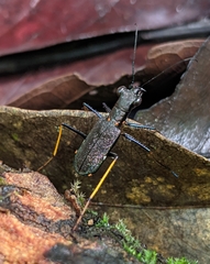 Odontocheila cayennensis