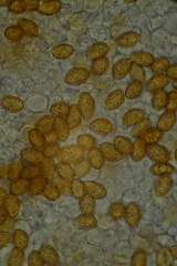 Cortinarius rubricosus