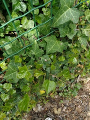 Hedera helix