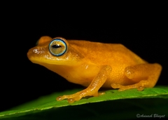 Raorchestes luteolus