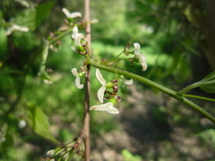 Celtis caucasica