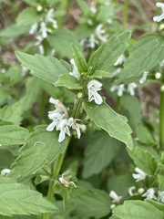 Leucas glabrata