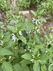 Leucas glabrata