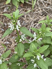 Leucas glabrata