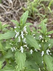 Leucas glabrata