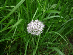 Allium decipiens