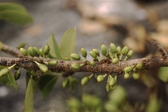 Sideroxylon celastrinum