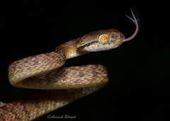 Boiga beddomei