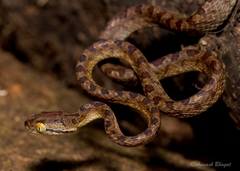 Boiga beddomei