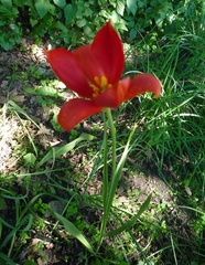Tulipa sprengeri