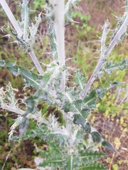Cirsium occidentale