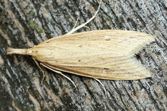 Donacaula forficella