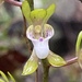 Gunn's Tree Orchid - Photo (c) Robert Humphries (Sydney), some rights reserved (CC BY-NC), uploaded by Robert Humphries (Sydney)