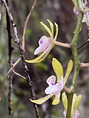 Sarcochilus australis
