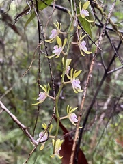 Sarcochilus australis