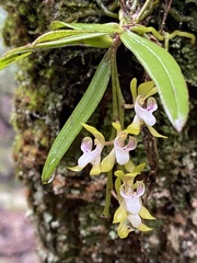 Sarcochilus australis