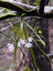 Sarcochilus hillii